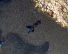Diplodus hottentotus