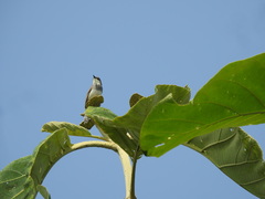 Prinia hodgsonii