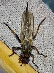 Neoitamus cyanurus