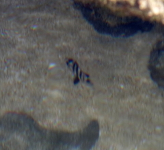 Diplodus hottentotus