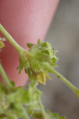 Alchemilla saxatilis