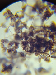 Macbrideola argentea