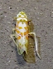 Dikrella maculata