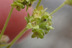 Alchemilla saxatilis