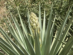 Yucca schottii