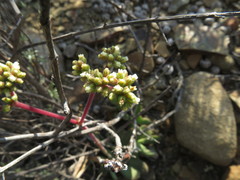 Crassula pubescens