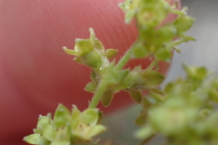 Alchemilla saxatilis