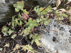 Hylotelephium anacampseros