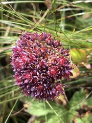 Hylotelephium anacampseros