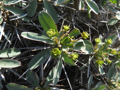 Euphorbia loricata
