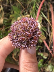 Hylotelephium anacampseros