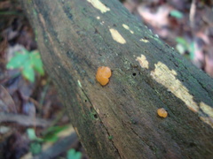 Tremellomycetes