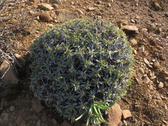 Euphorbia loricata