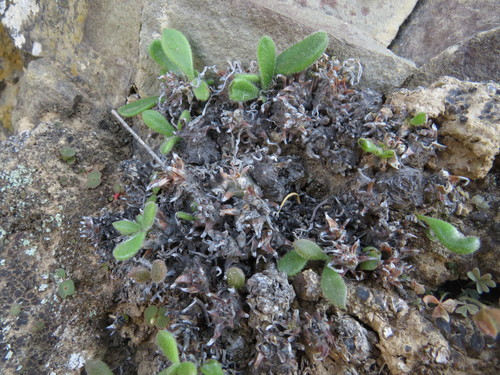 Tylecodon faucium