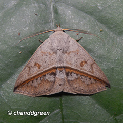 Ugia insuspecta