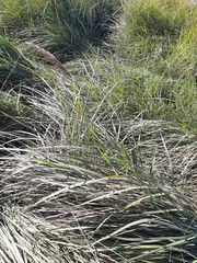 Leymus chinensis