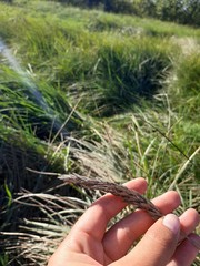 Leymus chinensis