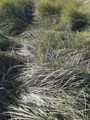 Leymus chinensis