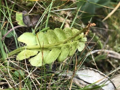 Botrychium lunaria image