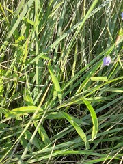 Adenophora stenanthina