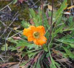 Papaver mcconnellii