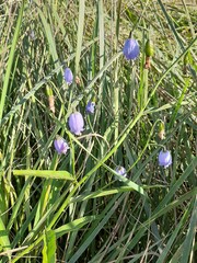 Adenophora stenanthina