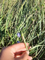 Adenophora stenanthina