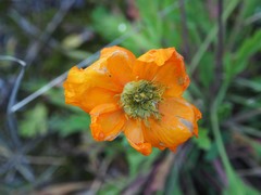Papaver mcconnellii