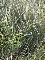 Adenophora stenanthina