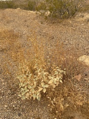 Bahiopsis reticulata