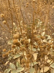 Bahiopsis reticulata