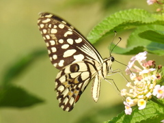 Papilio demoleus