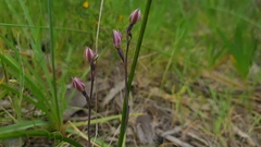 Thelymitra luteocilium
