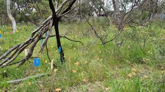 Thelymitra luteocilium
