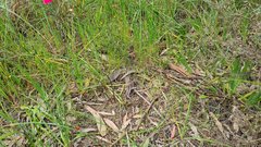 Thelymitra luteocilium