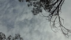 Thelymitra luteocilium