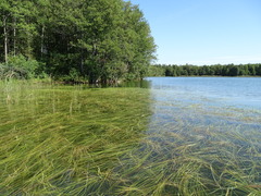 Sparganium gramineum