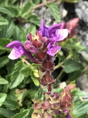 Scutellaria alpina