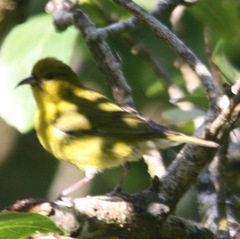 Chlorodrepanis flava