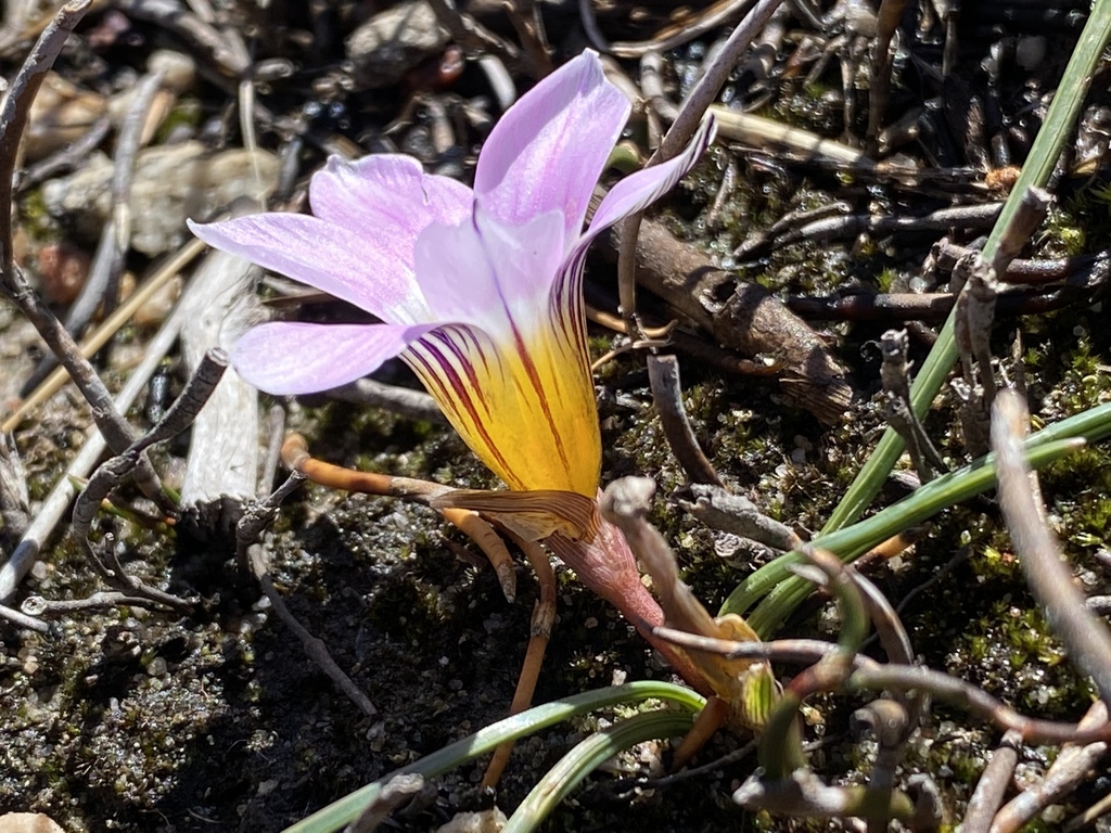 Romulea fibrosa, Oudtshoorn, WC, ZA