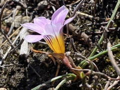 Romulea fibrosa