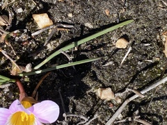 Romulea fibrosa