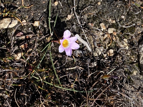 Romulea fibrosa