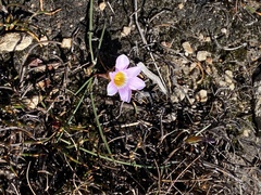 Romulea fibrosa