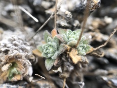 Draba dubia
