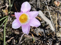 Romulea fibrosa