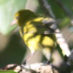 Chlorodrepanis flava