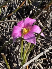 Romulea fibrosa
