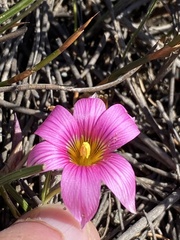 Romulea fibrosa