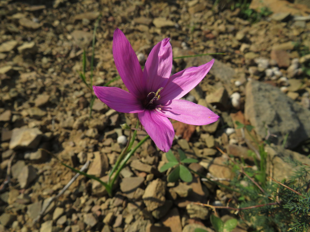 Geissorhiza cantharophila, Pienaarsfontein se berg